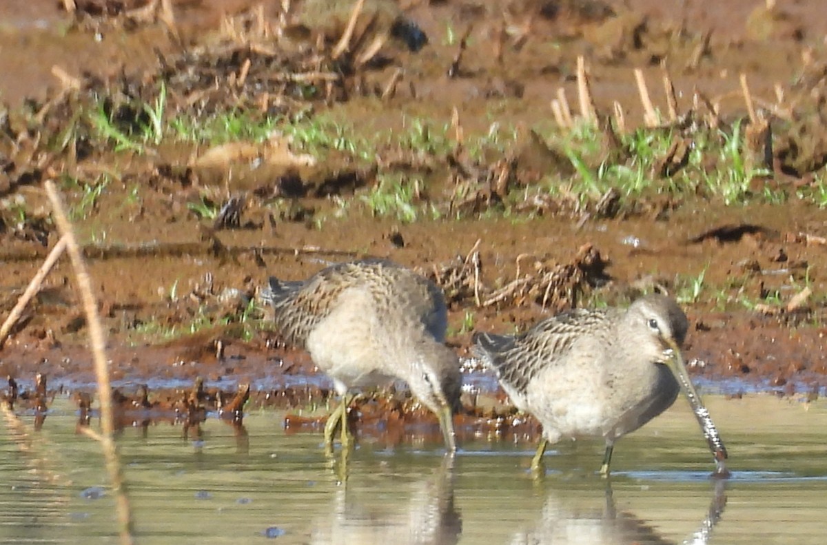 Long-billed Dowitcher - ML642617852