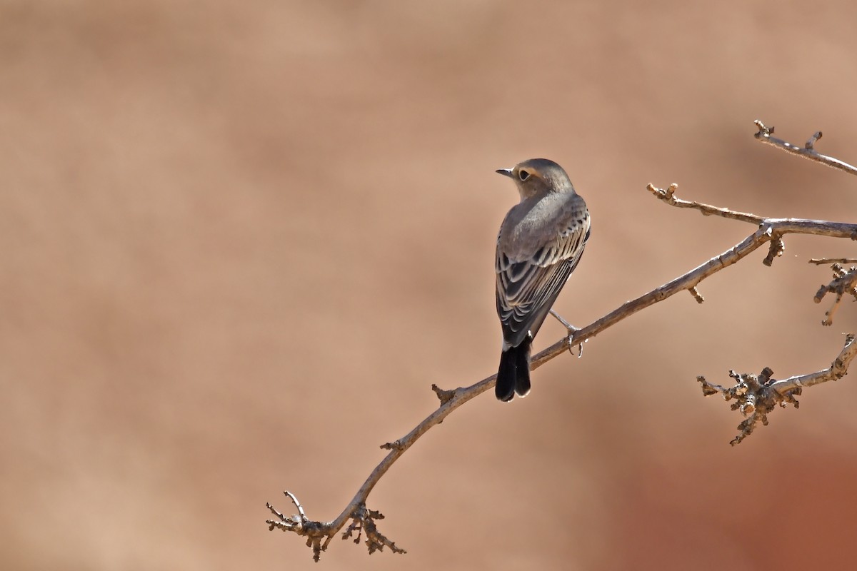 Western Black-eared Wheatear - ML642617854