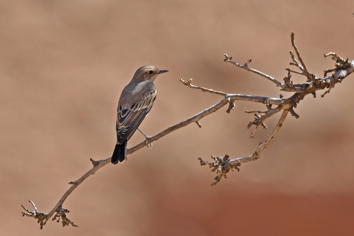Western Black-eared Wheatear - ML642617855