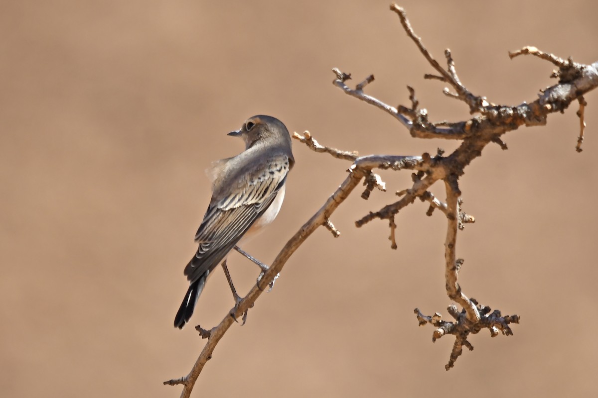 Western Black-eared Wheatear - ML642617857