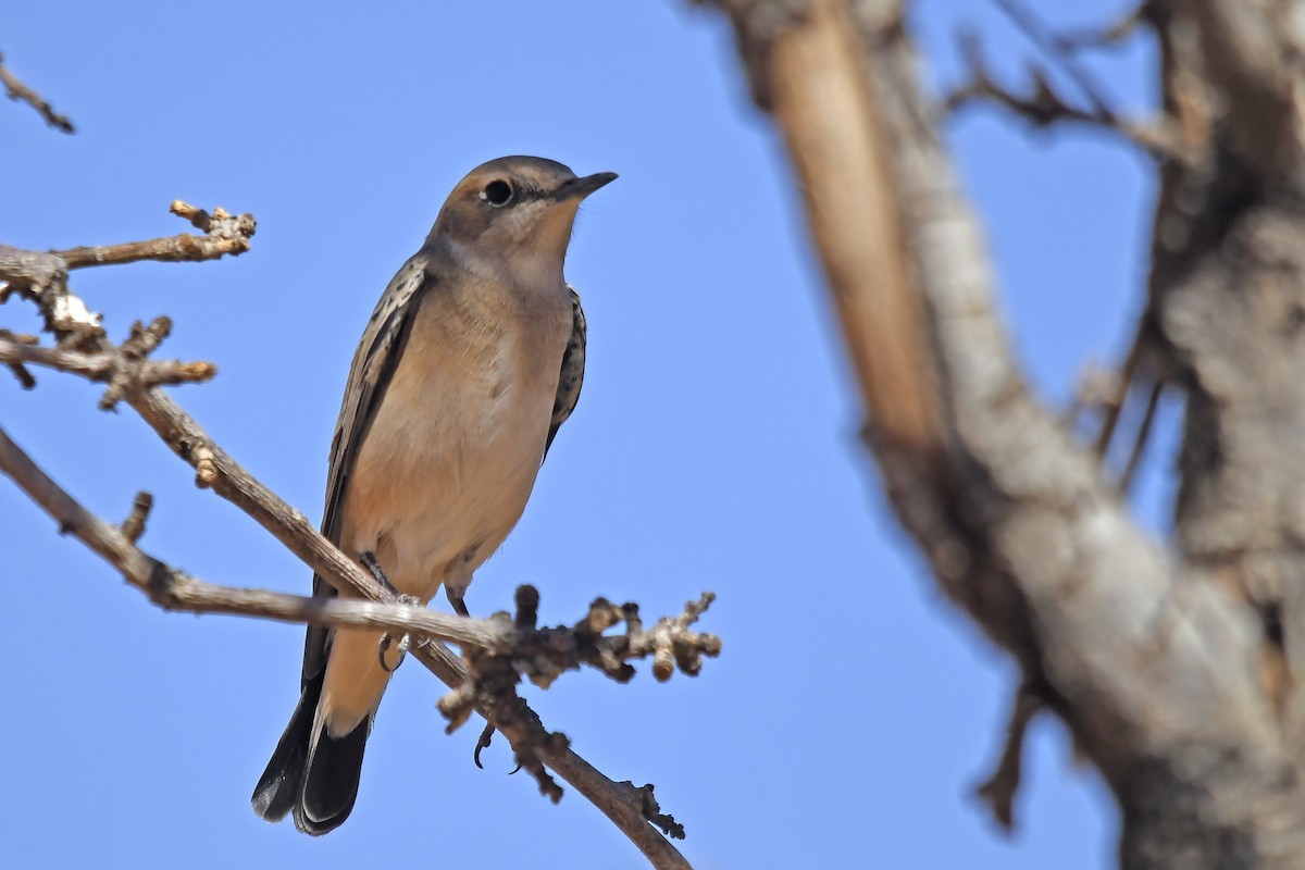 Western Black-eared Wheatear - ML642617858