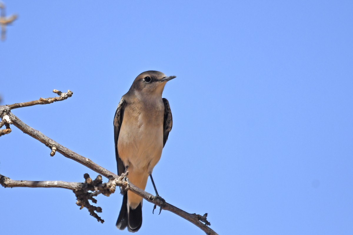 Western Black-eared Wheatear - ML642617859