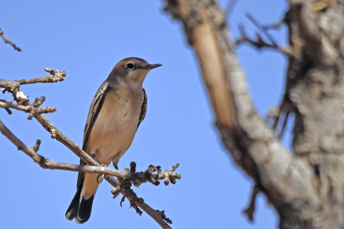 Western Black-eared Wheatear - ML642617860