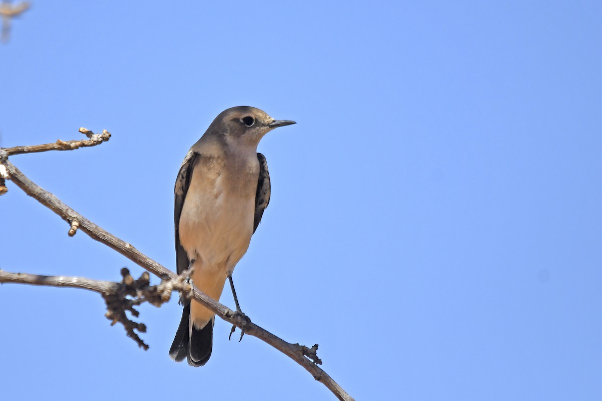 Western Black-eared Wheatear - ML642617861