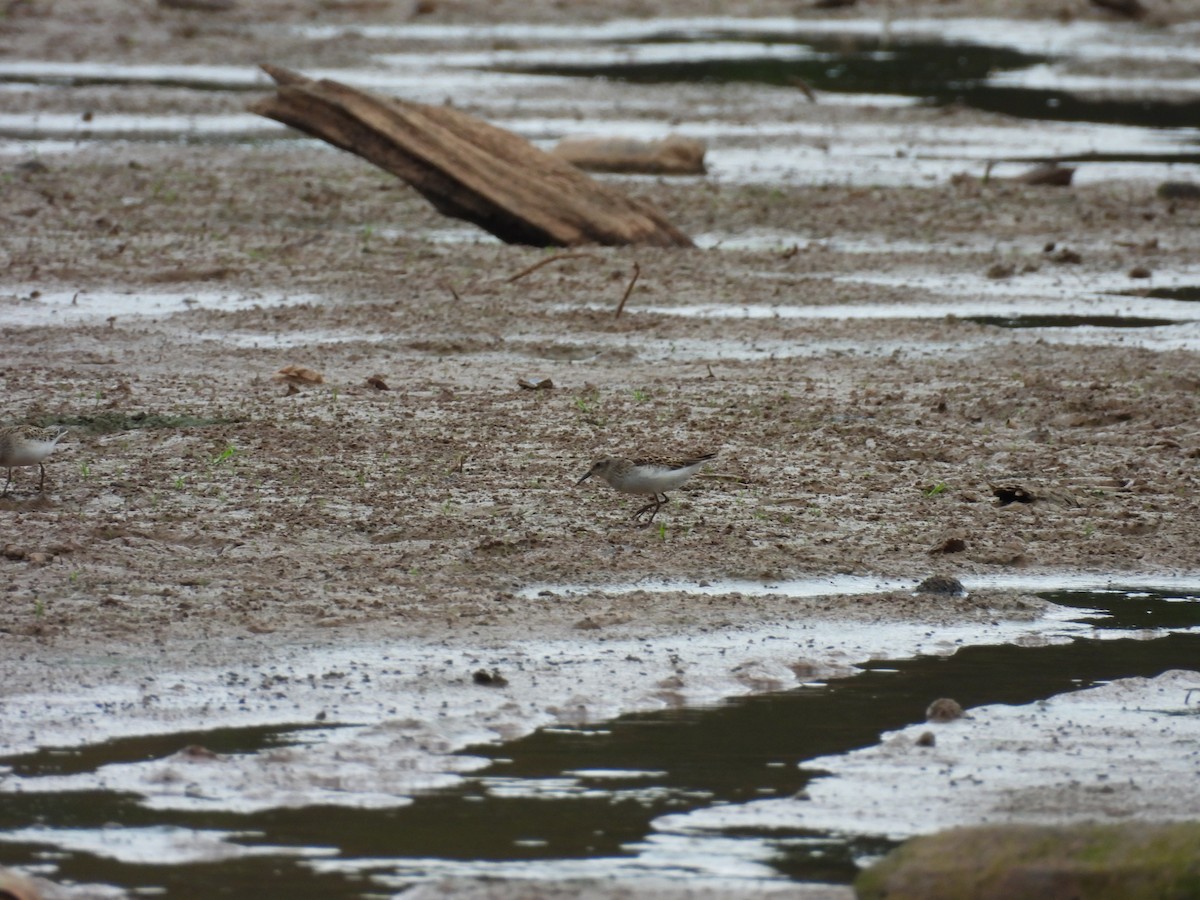 Least Sandpiper - ML642617865