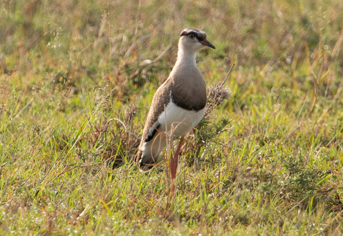 Crowned Lapwing - ML642617870