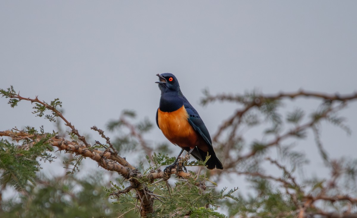 Hildebrandt's Starling - ML642617884