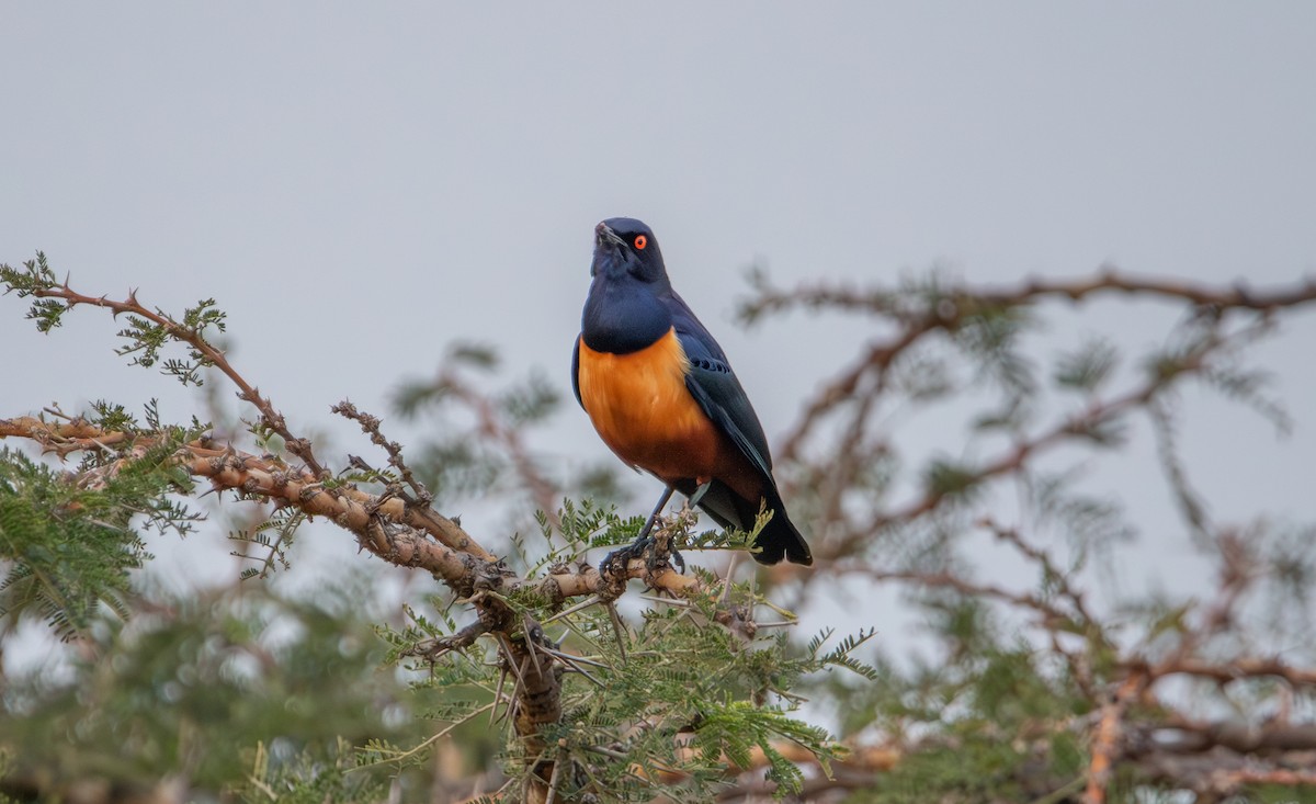 Hildebrandt's Starling - ML642617885