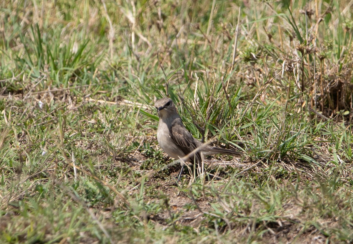African Gray Flycatcher - ML642617899