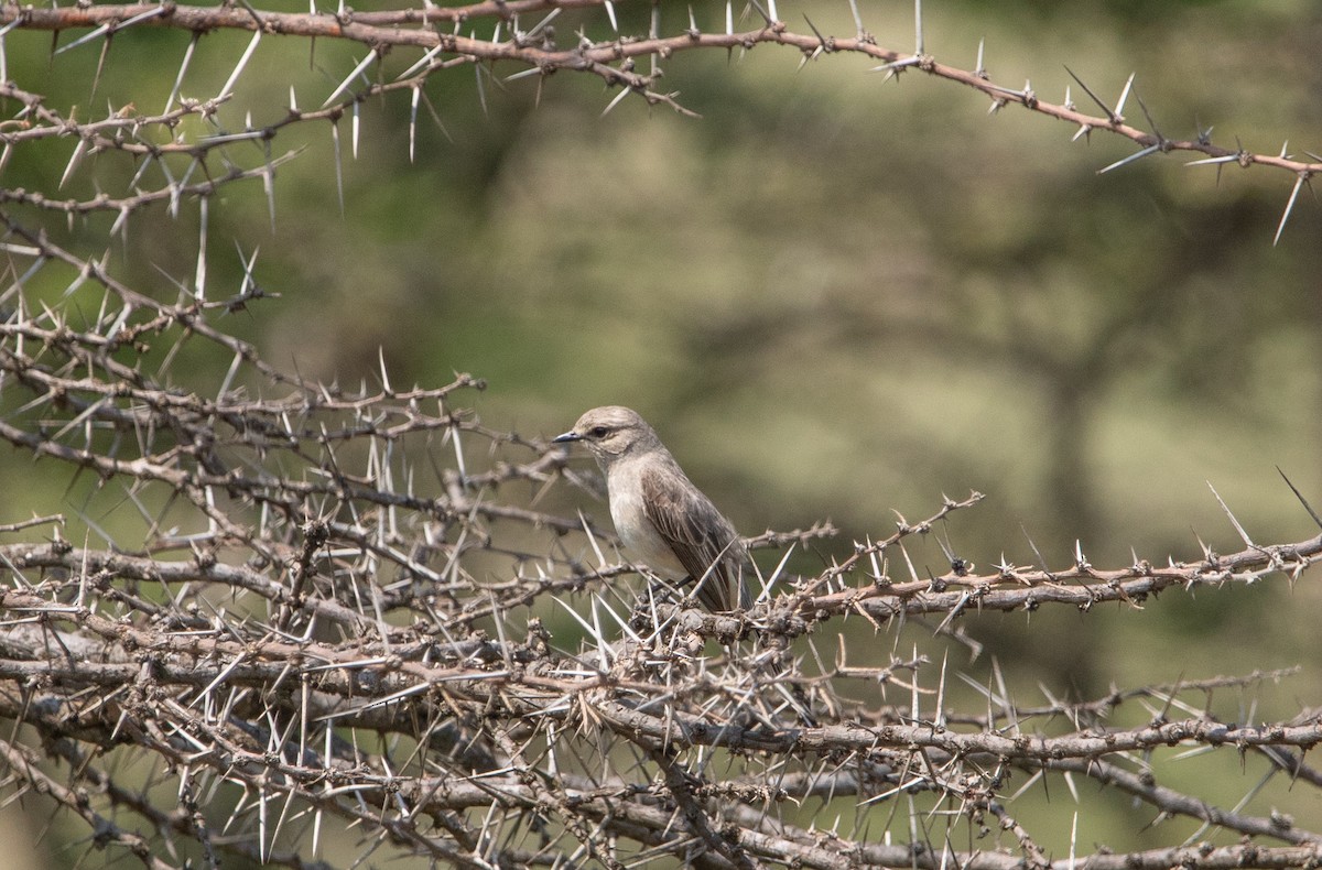 African Gray Flycatcher - ML642617900