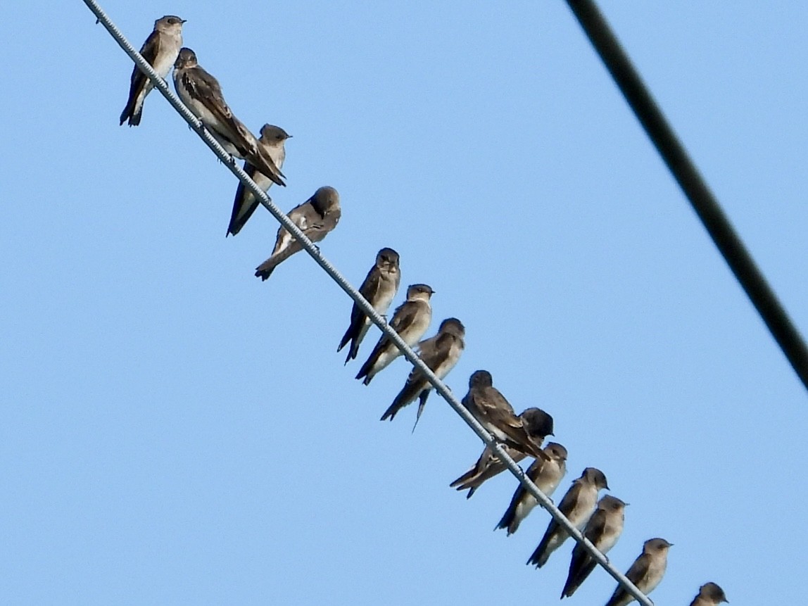Northern Rough-winged Swallow - ML642617924
