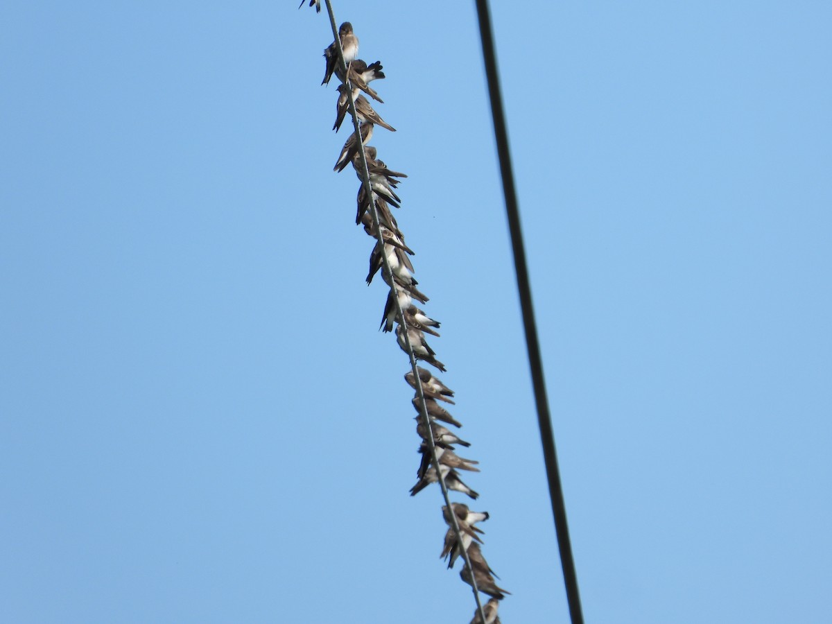 Northern Rough-winged Swallow - ML642617925