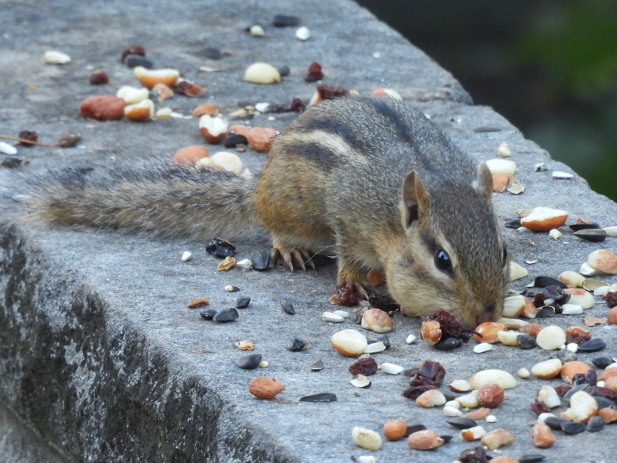 Animals - ML642617949