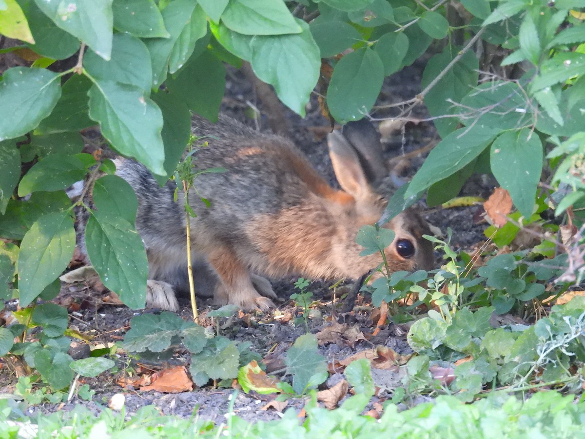 Animals - ML642617950