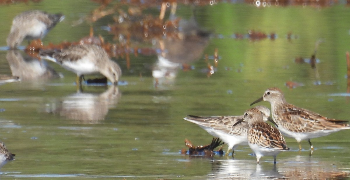 Least Sandpiper - ML642617957