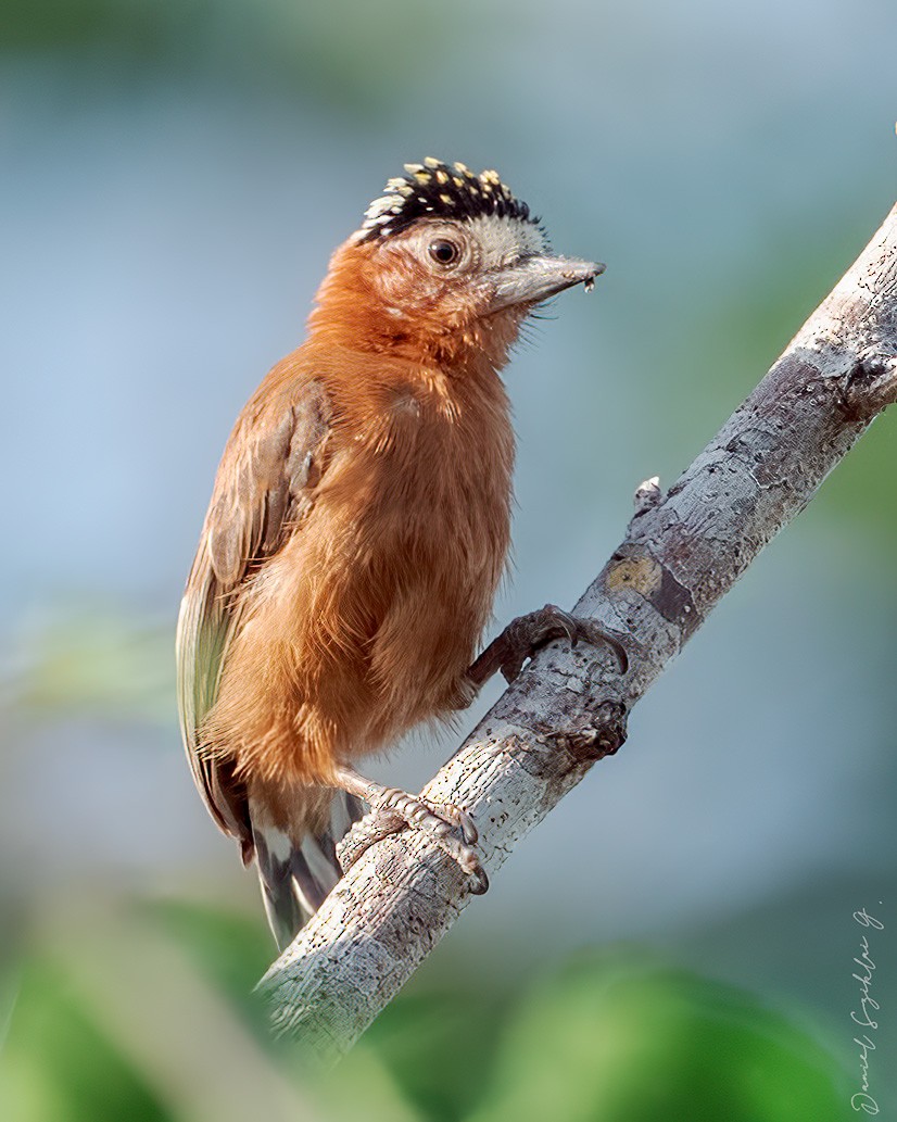Chestnut Piculet - ML642617962