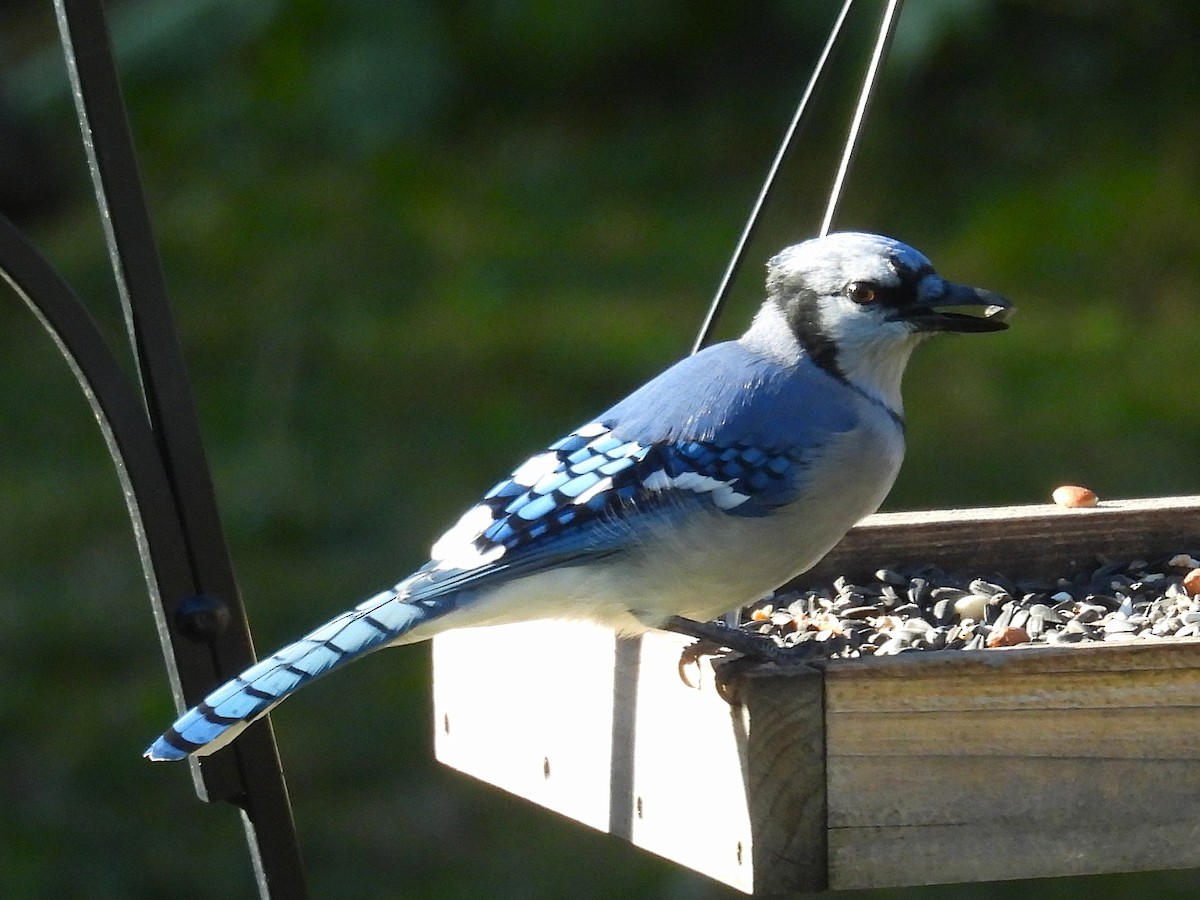 Blue Jay - ML642617966