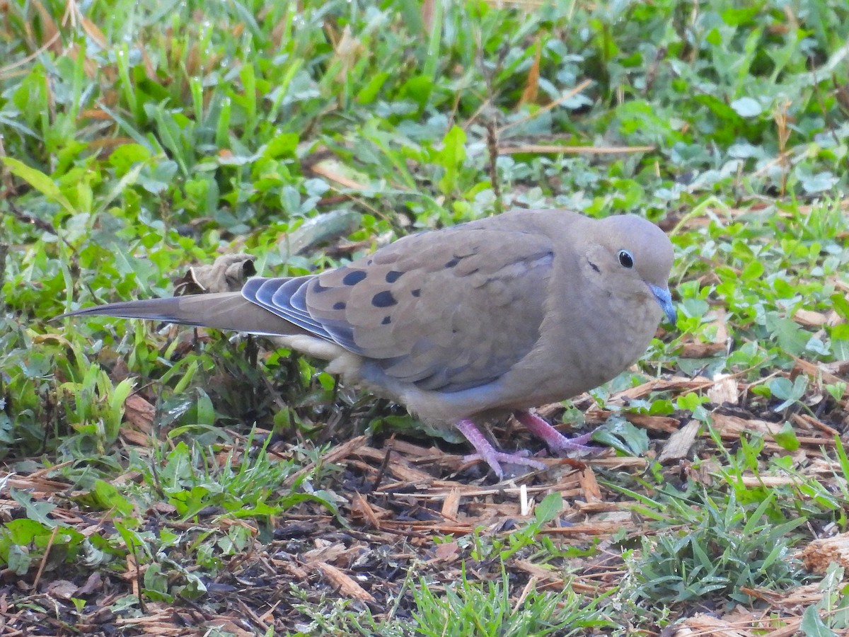 Mourning Dove - ML642617970