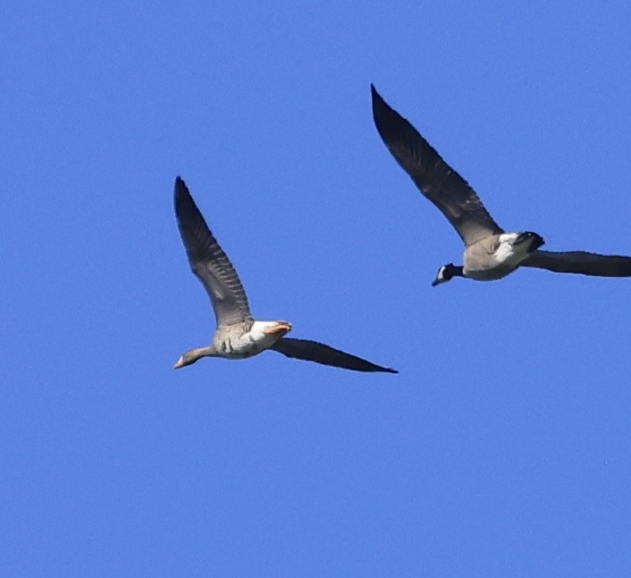 Greater White-fronted Goose - ML642617989