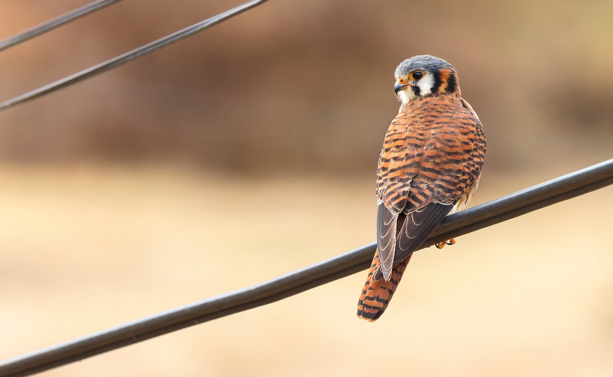 American Kestrel (South American) - ML642617990