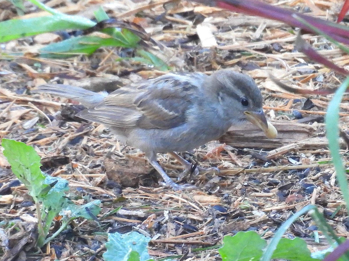 House Sparrow - ML642618005