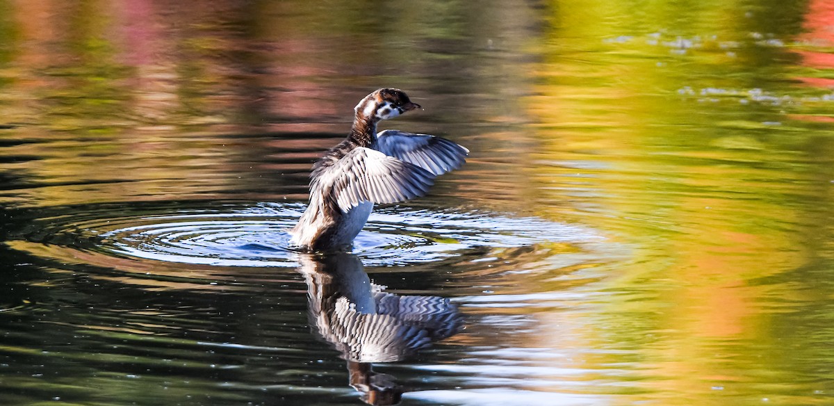 Pied-billed Grebe - ML642618009