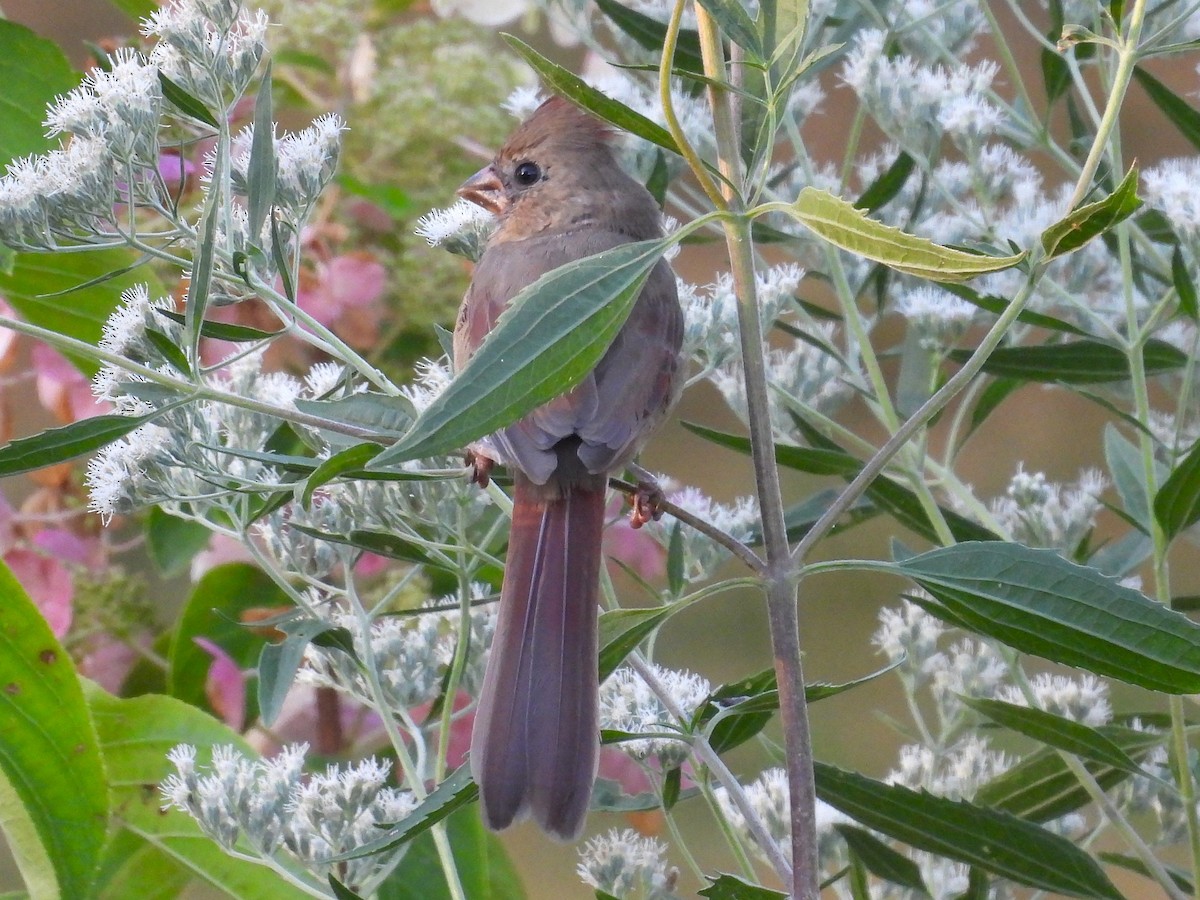 Northern Cardinal - ML642618011