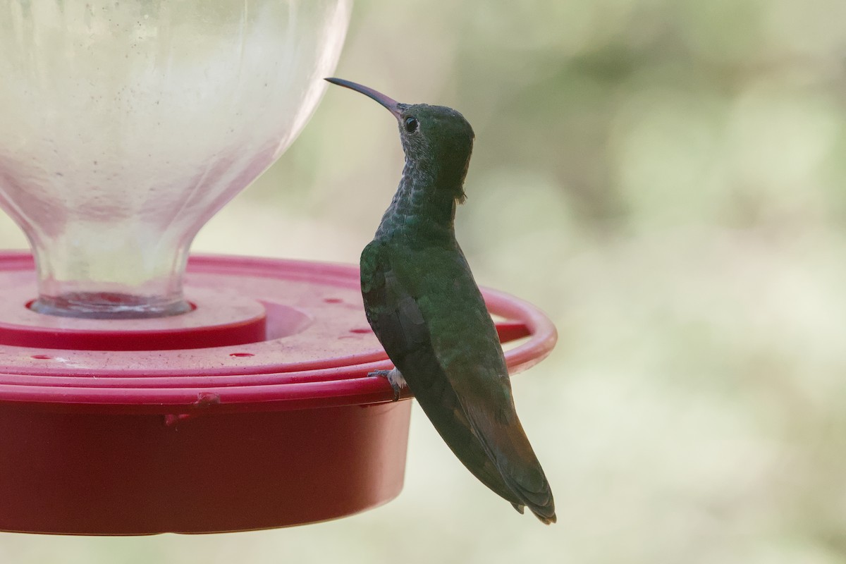Buff-bellied Hummingbird - ML642618021
