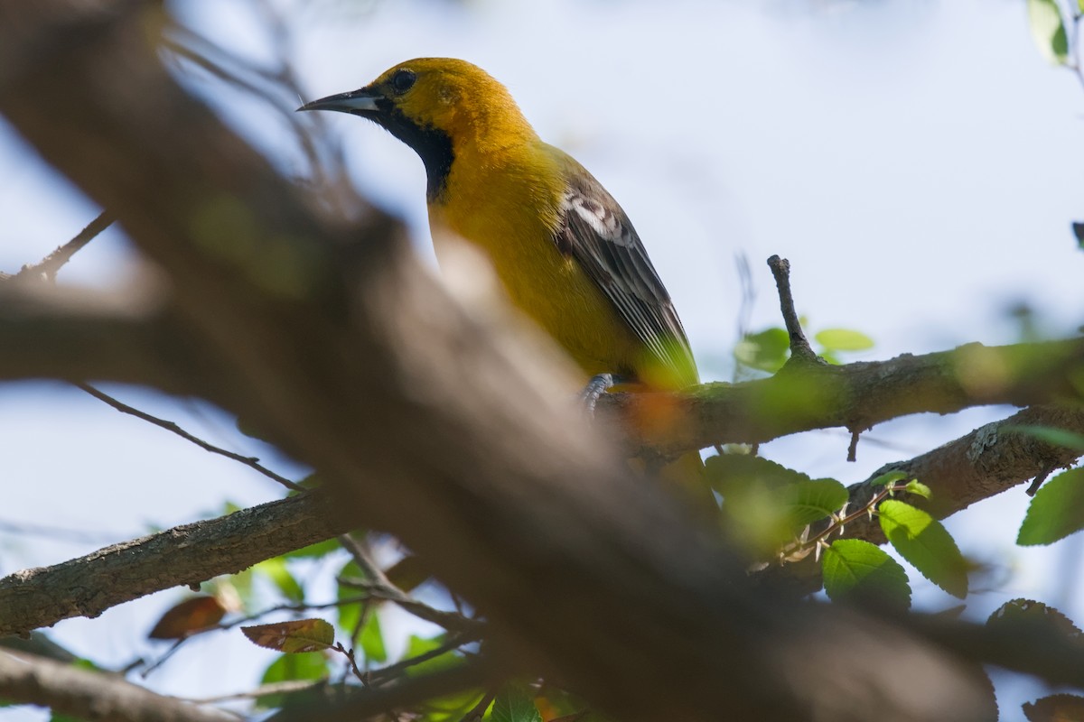 Oriole masqué (cucullatus/sennetti) - ML642618042