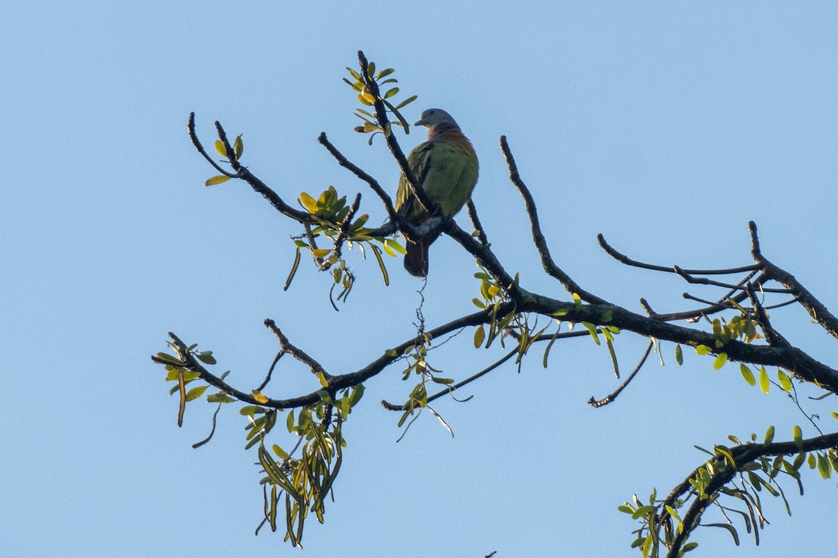 Pink-necked Green-Pigeon - ML642618043