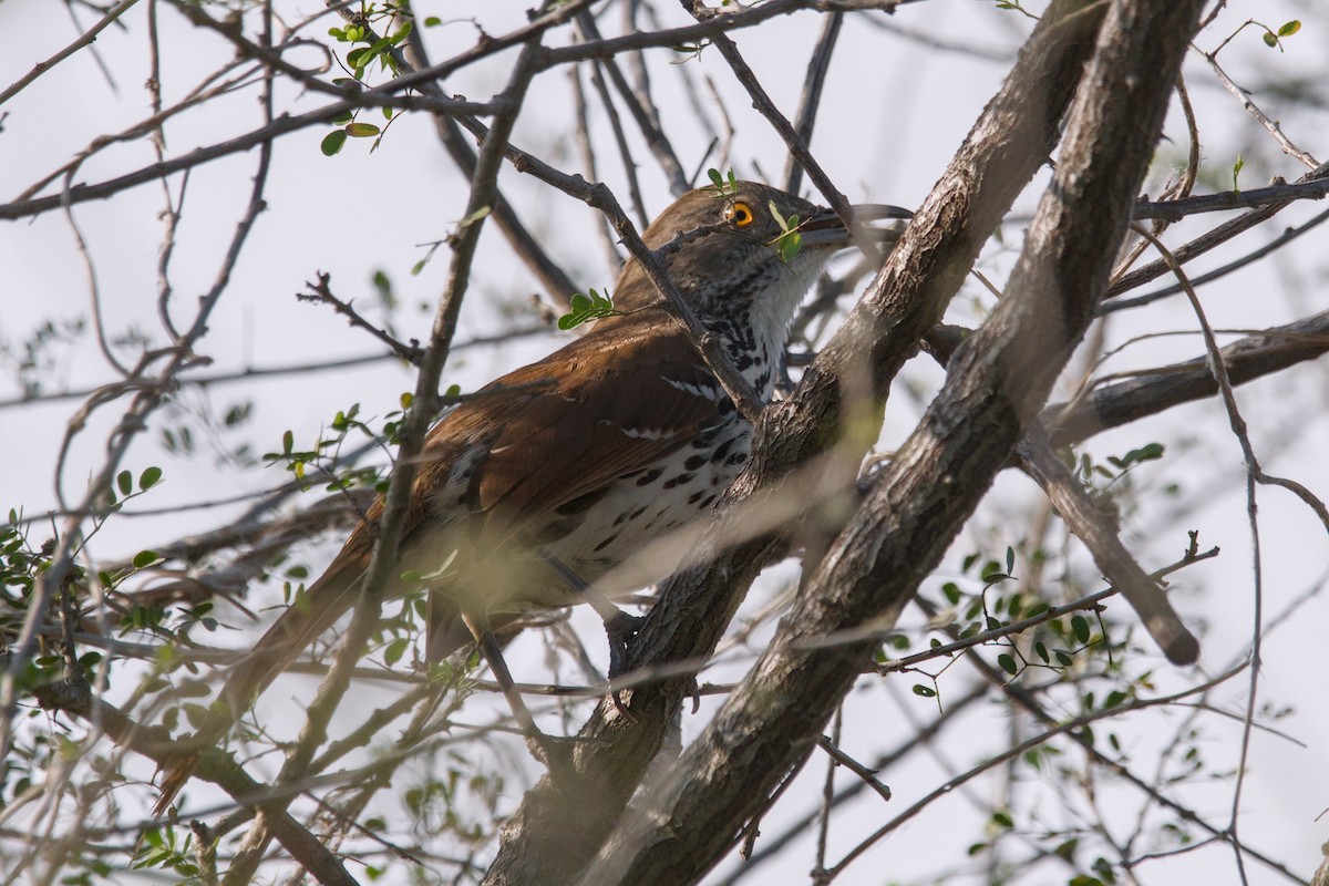 Long-billed Thrasher - ML642618054