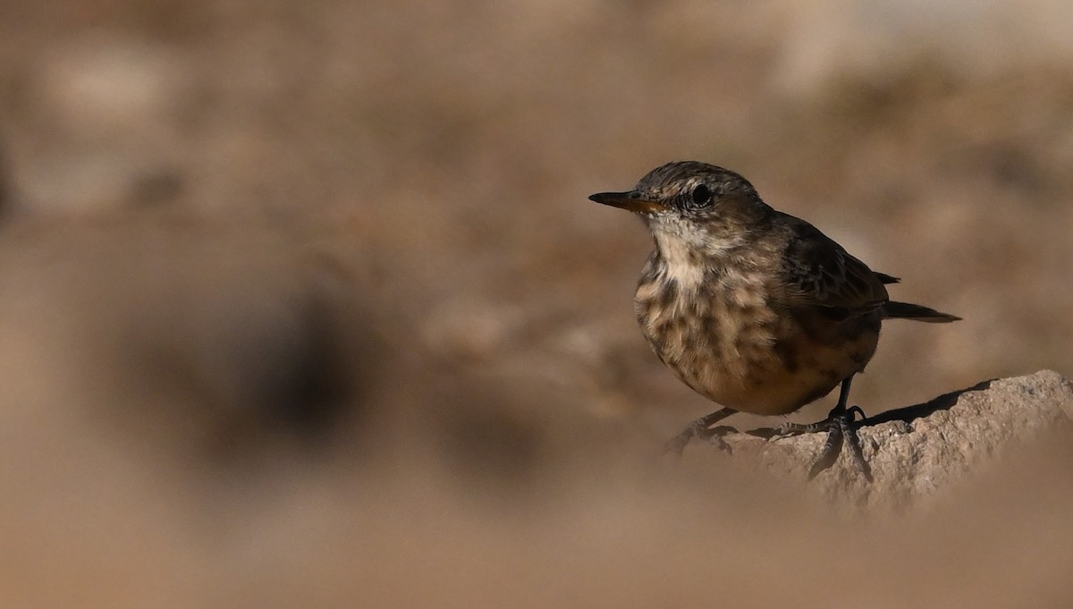 Water Pipit - ML642618057
