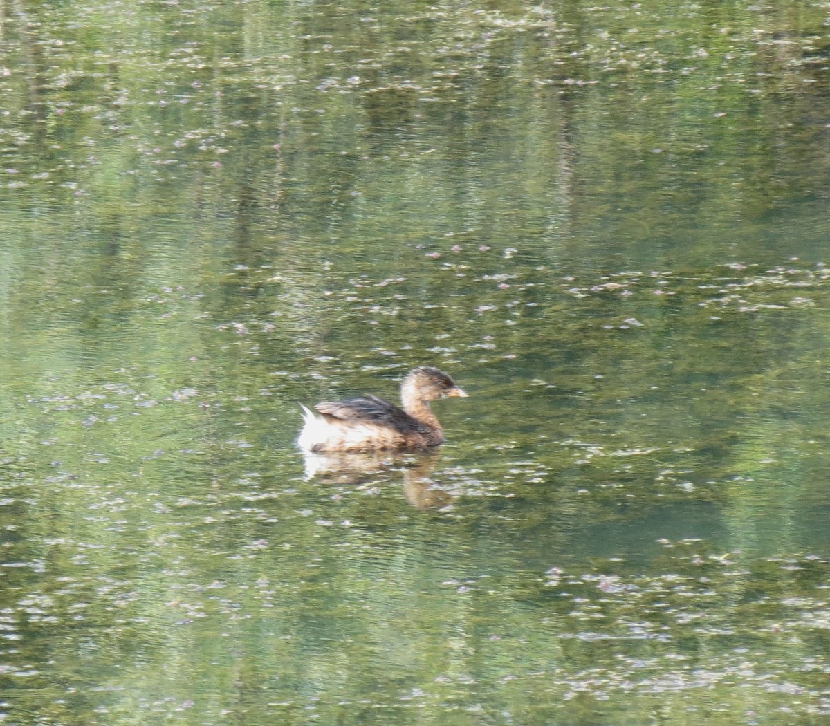 Pied-billed Grebe - ML642618082