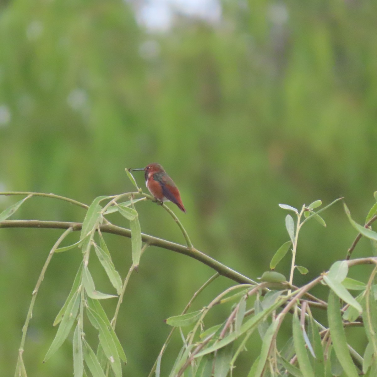 Allen's Hummingbird - ML642618096