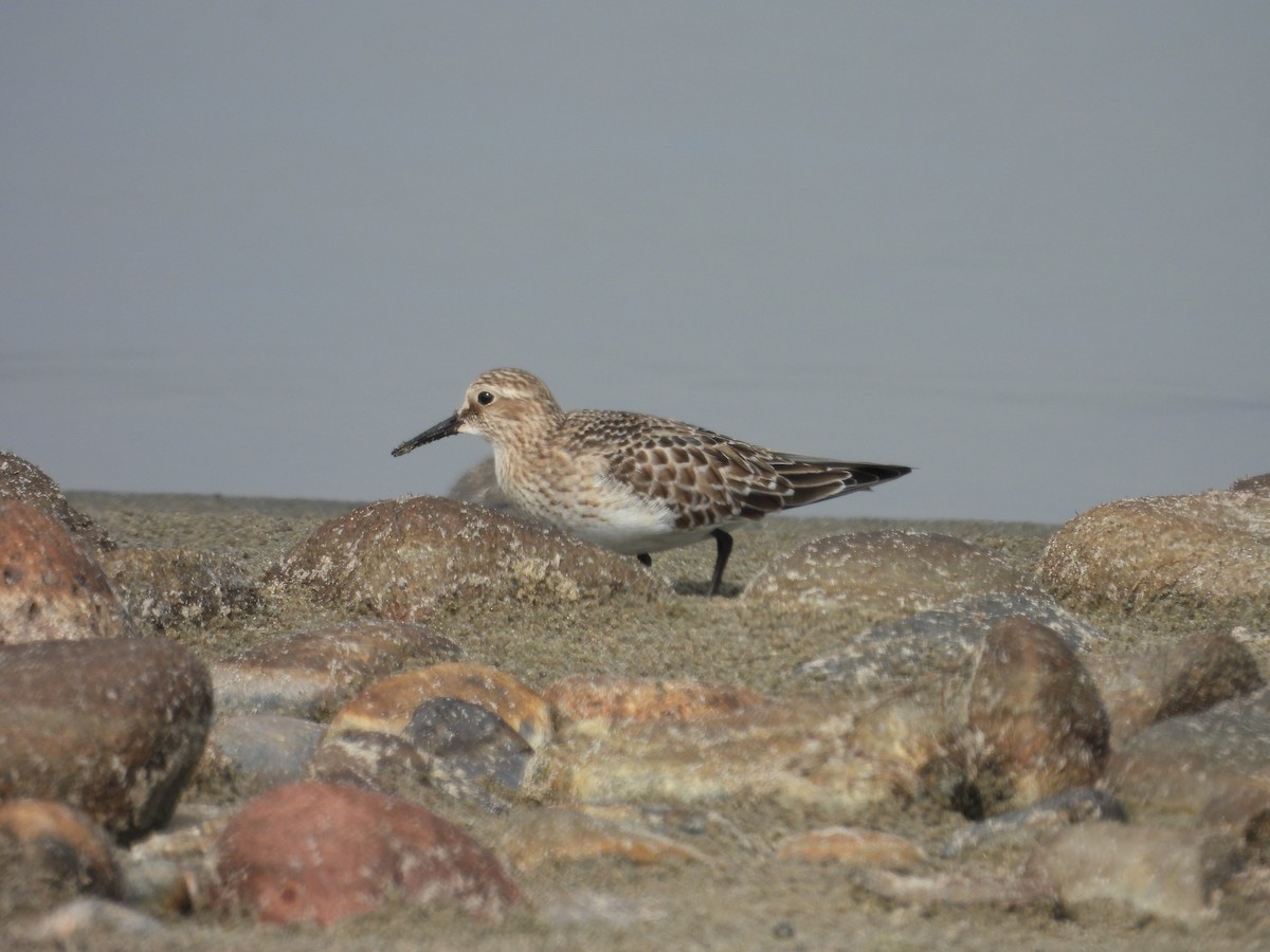 Baird's Sandpiper - ML642618143