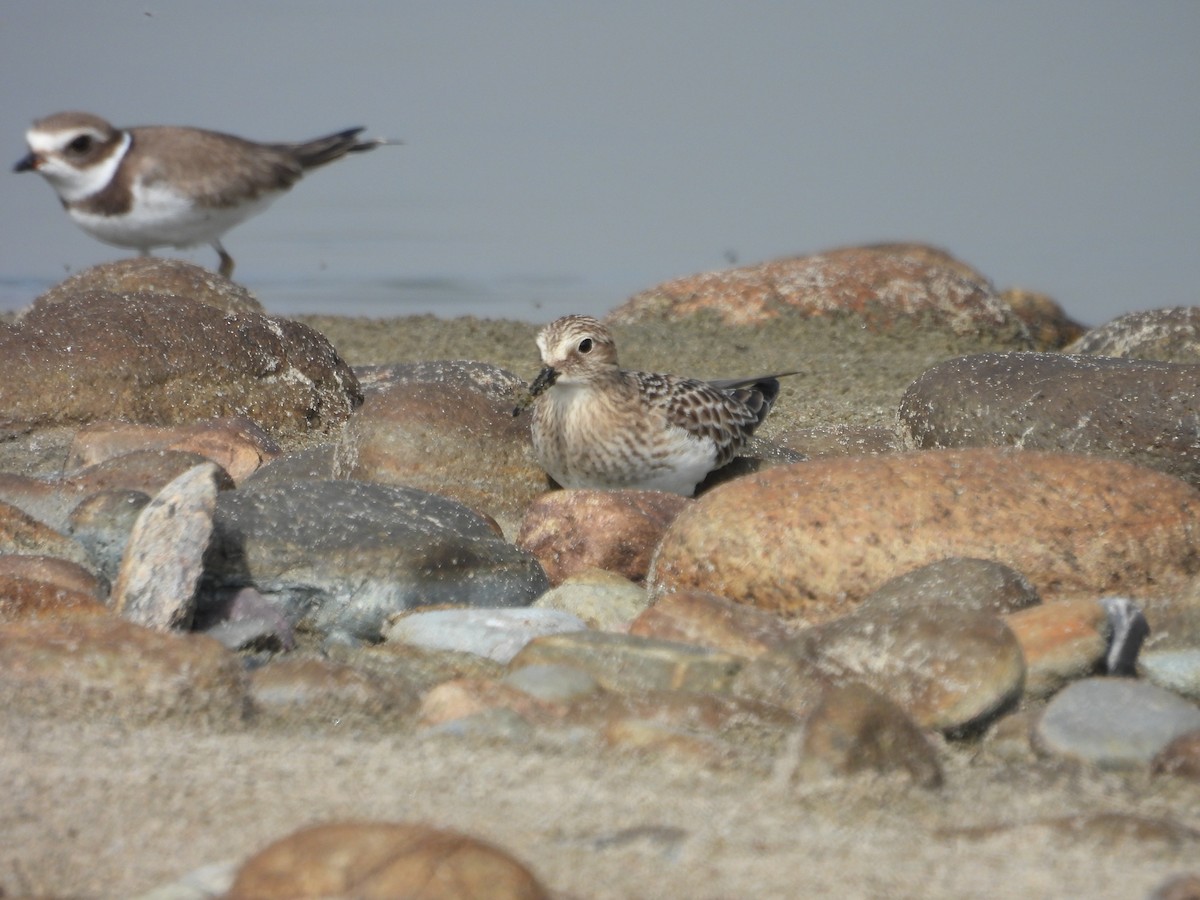 Baird's Sandpiper - ML642618144
