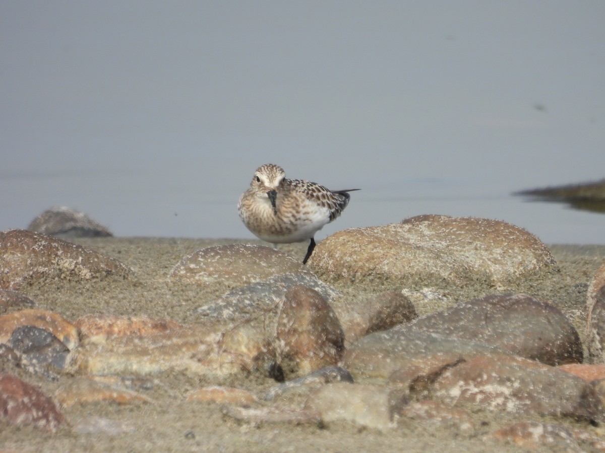 Baird's Sandpiper - ML642618178