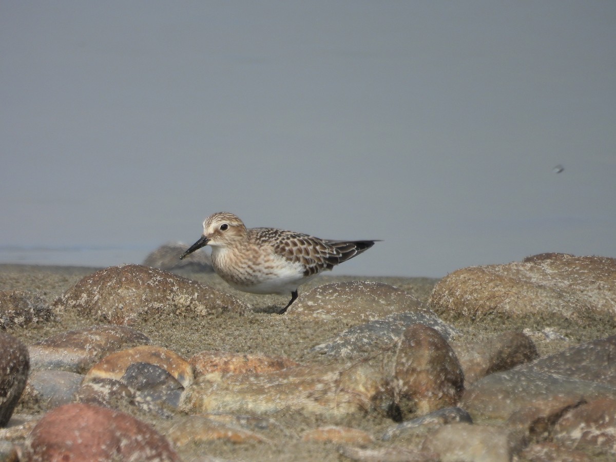 Baird's Sandpiper - ML642618179