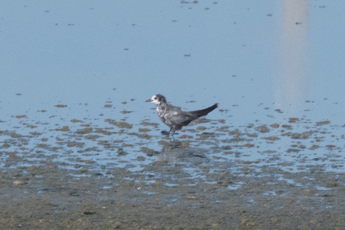 Black Tern - ML642618187