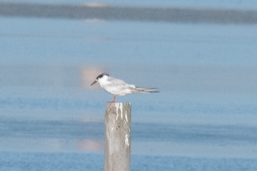 Forster's Tern - ML642618195