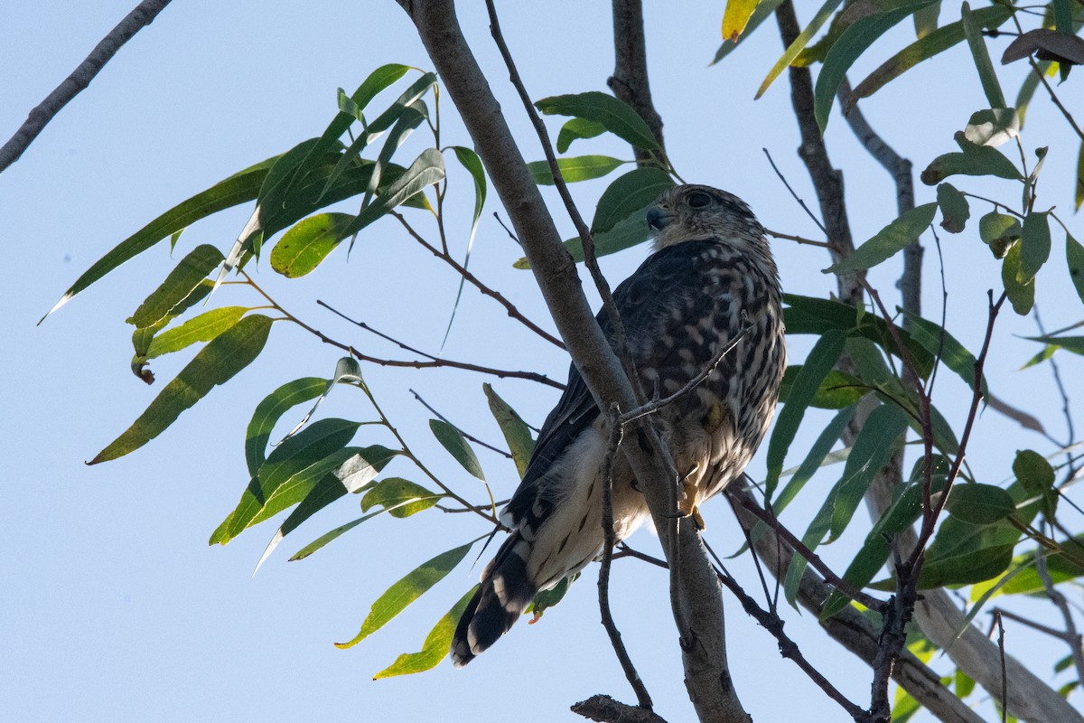 Merlin - ML642618202