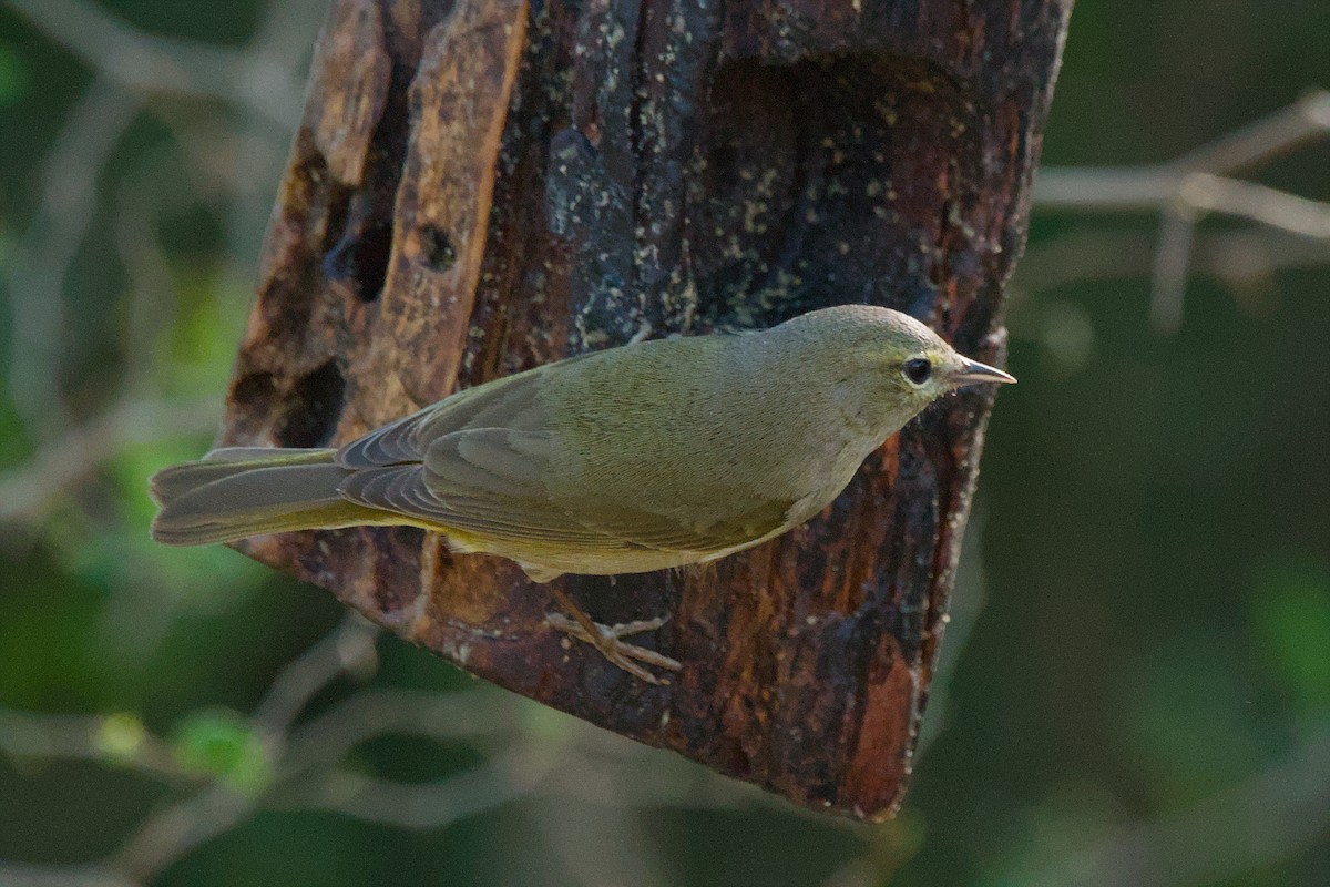 Orange-crowned Warbler - ML642618225