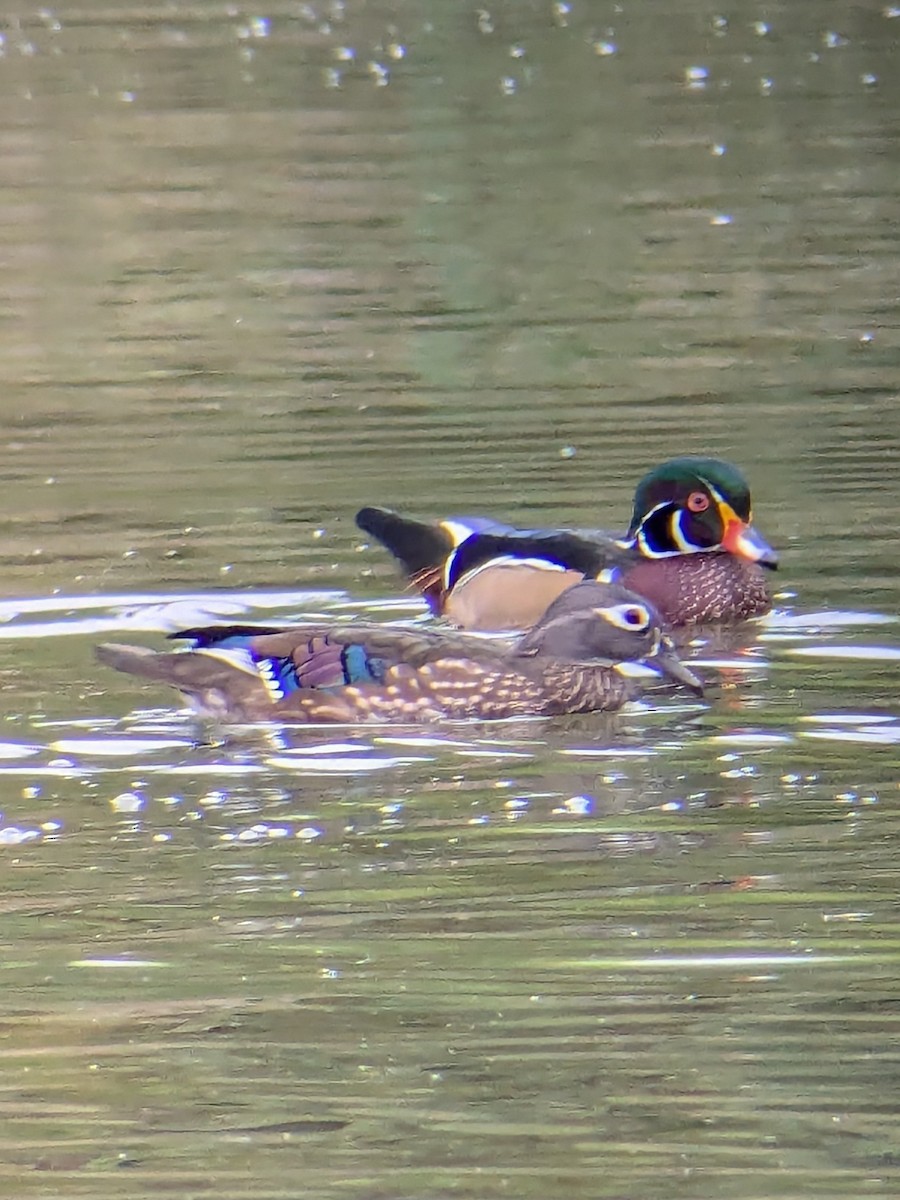 Wood Duck - ML642618229