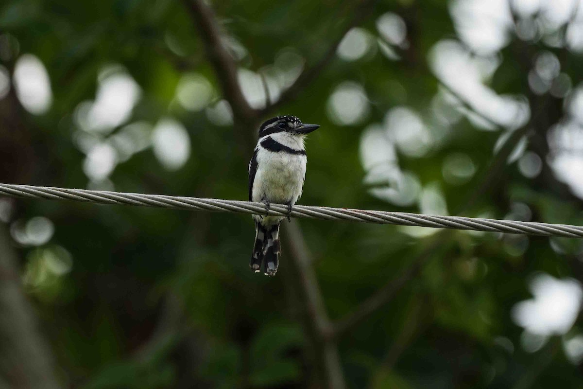 Pied Puffbird - ML642618245