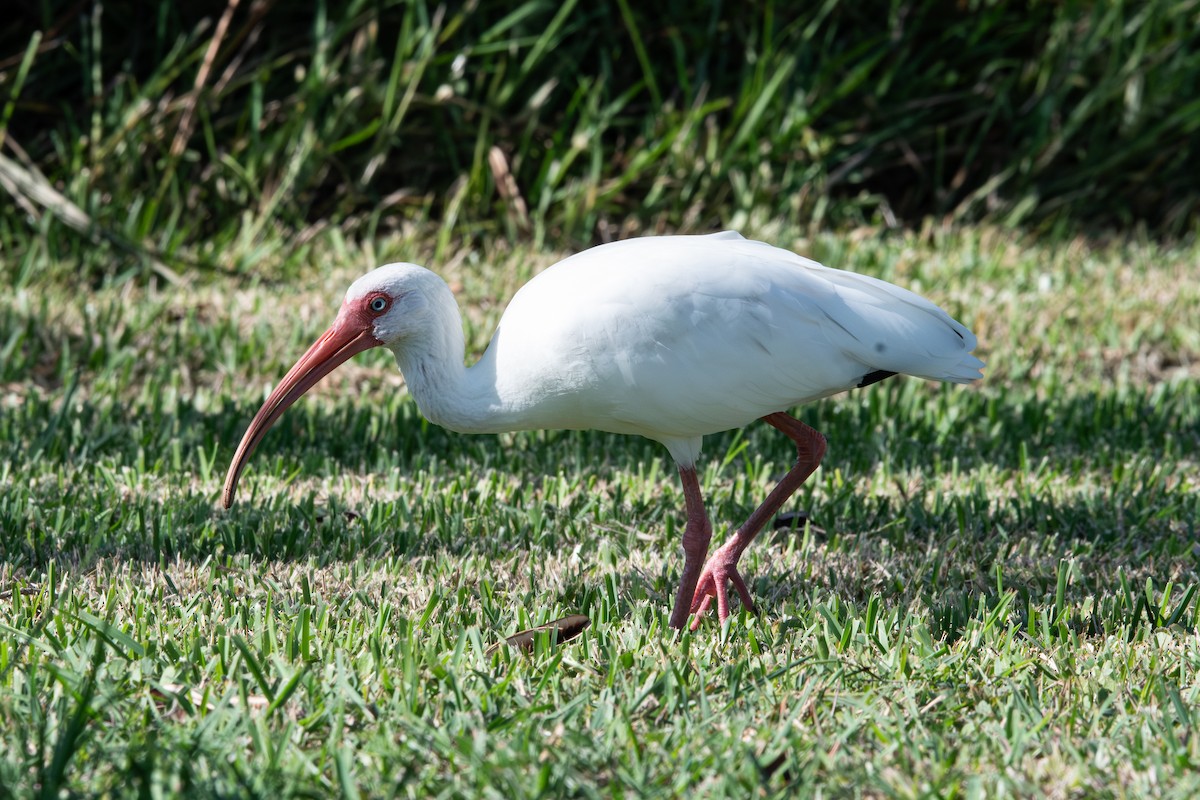 White Ibis - ML642618252