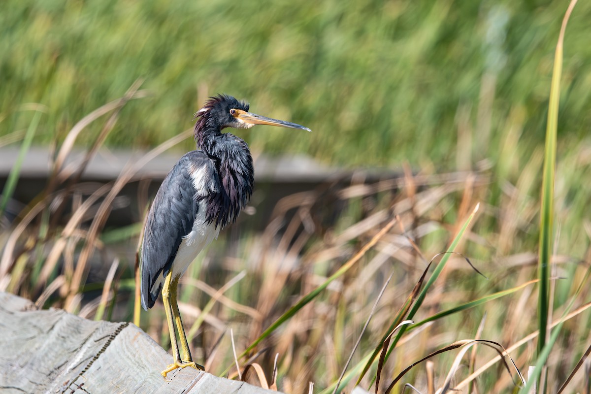 Tricolored Heron - ML642618258