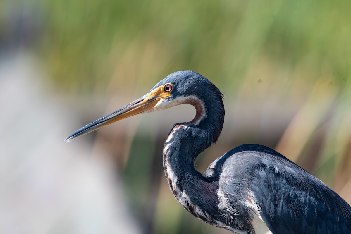 Tricolored Heron - ML642618259