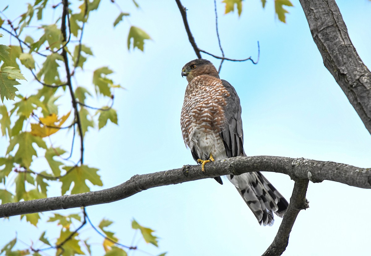 Cooper's Hawk - ML642618260