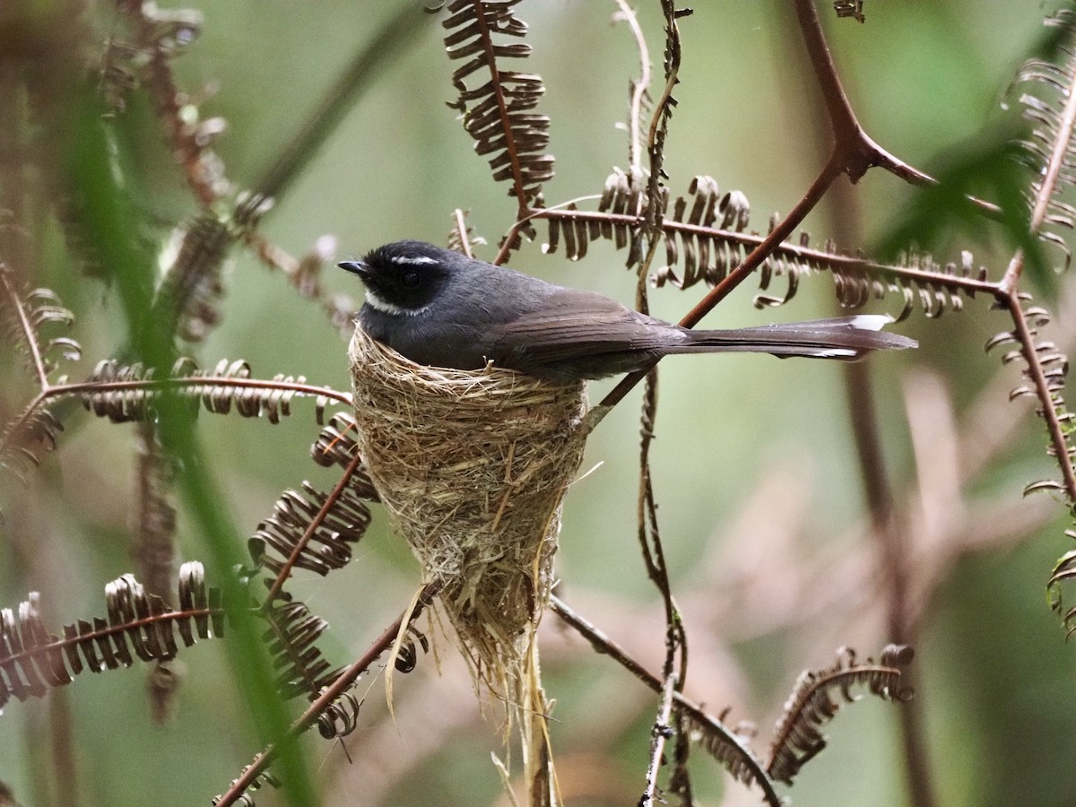 White-throated Fantail - ML642618269
