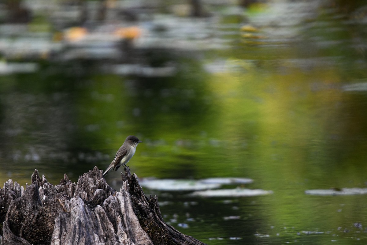 Eastern Phoebe - ML642618270